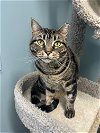 adoptable Cat in wilmington, IL named Pizzazz
