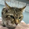 adoptable Cat in wilmington, IL named Buster