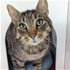 adoptable Cat in wilmington, IL named Teebo