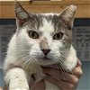 adoptable Cat in wilmington, IL named Loki