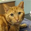 adoptable Cat in wilmington, IL named Ernie