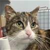 adoptable Cat in wilmington, IL named Pinoko