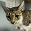 adoptable Cat in wilmington, IL named Little One Yonder