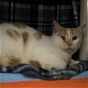 adoptable Cat in wilmington, IL named Buffy