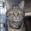 adoptable Cat in wilmington, IL named Roary