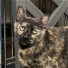 adoptable Cat in wilmington, IL named Tea Cake