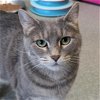 adoptable Cat in wilmington, IL named Lady