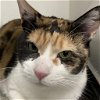 adoptable Cat in wilmington, IL named Cali