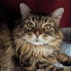 adoptable Cat in wilmington, IL named Belle