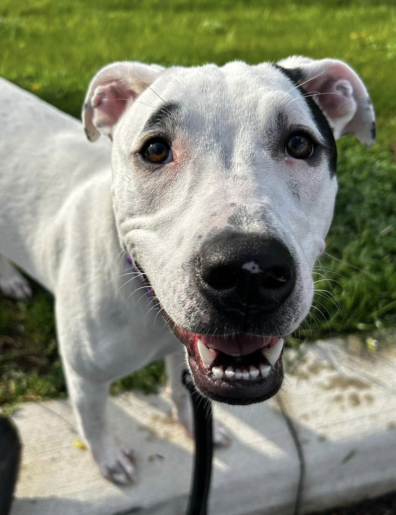 adoptable Dog in Wilmington, DE named Cutie