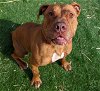 adoptable Dog in wilmington, IL named Tiana