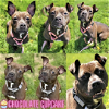 adoptable Dog in wilmington, IL named Chocolate Cupcake
