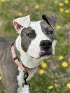 adoptable Dog in wilmington, IL named Icy
