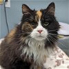 adoptable Cat in , DE named Lily