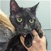 adoptable Cat in wilmington, IL named Swan