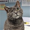 adoptable Cat in wilmington, IL named Goose