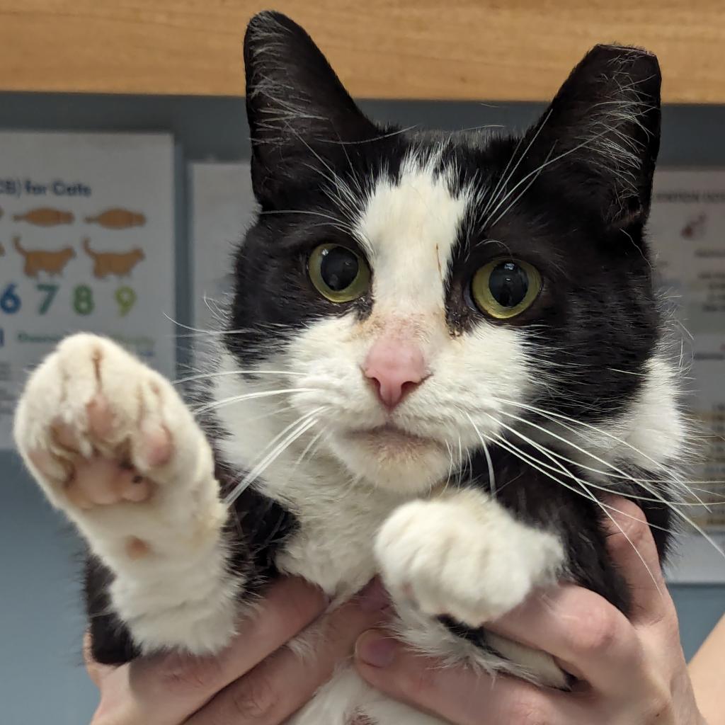 adoptable Cat in Wilmington, DE named Domino