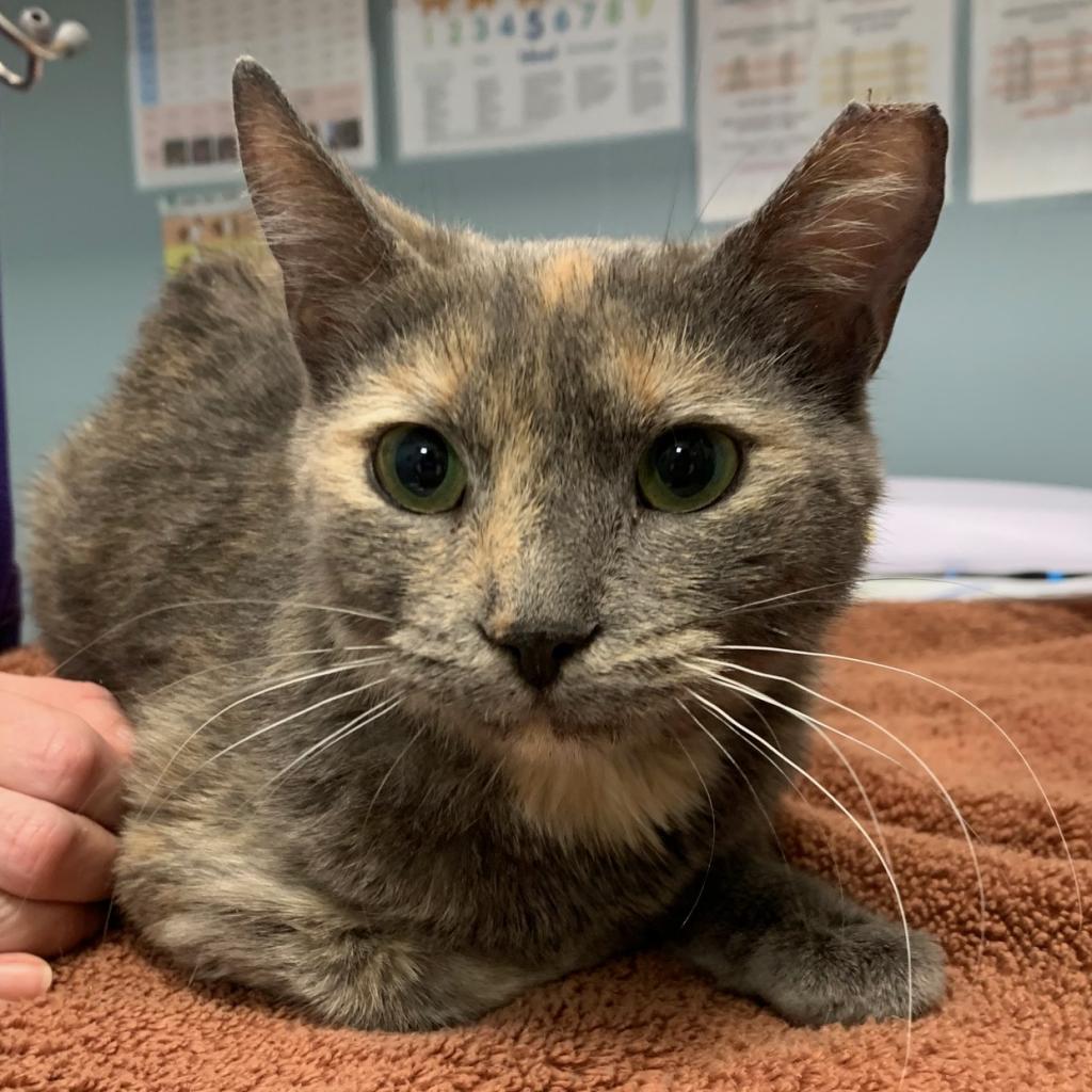 adoptable Cat in Wilmington, DE named Speckles