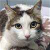 adoptable Cat in wilmington, IL named Cordelia
