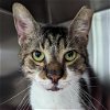 adoptable Cat in wilmington, IL named Baxter