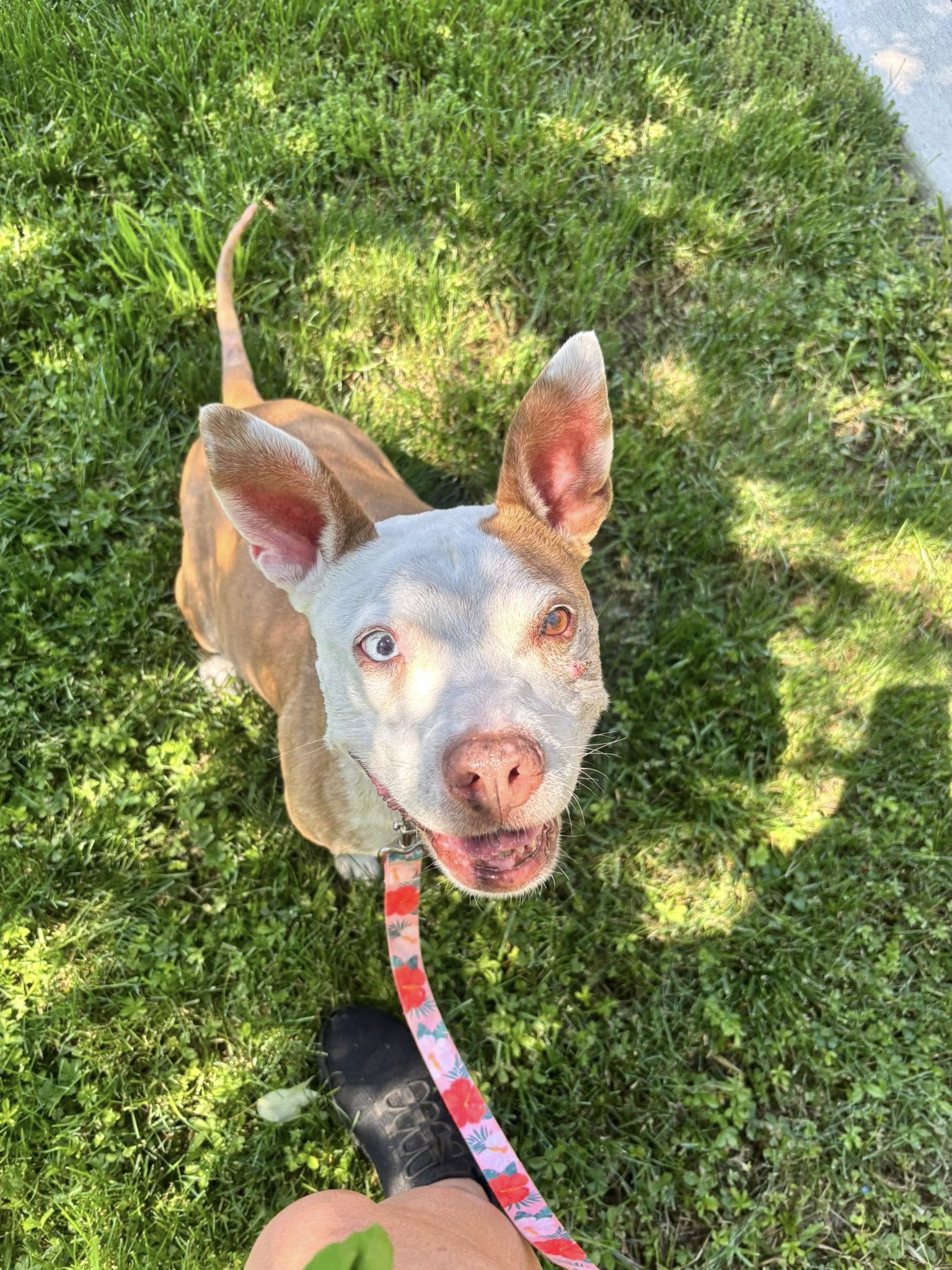 Lena