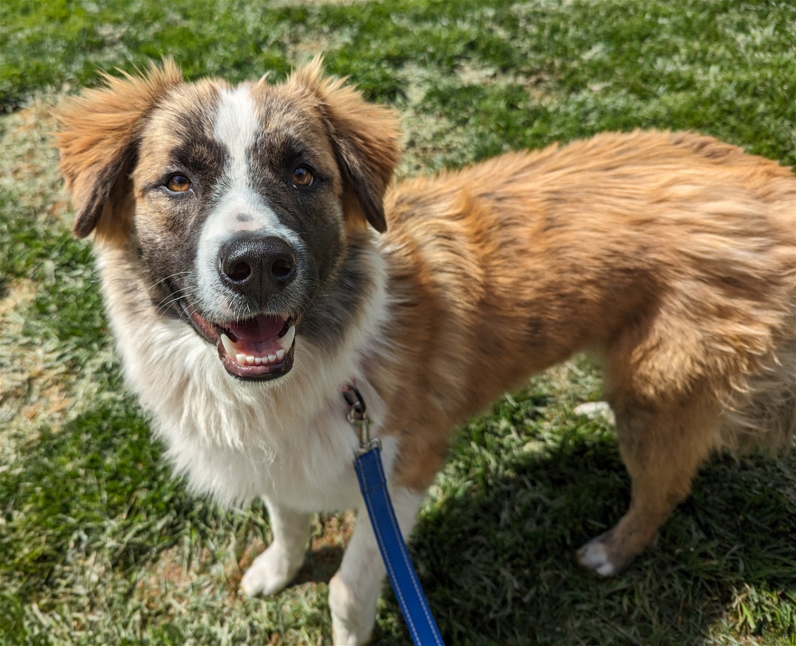adoptable Dog in Wilmington, DE named Pluto