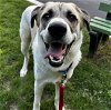 adoptable Dog in  named Lincoln