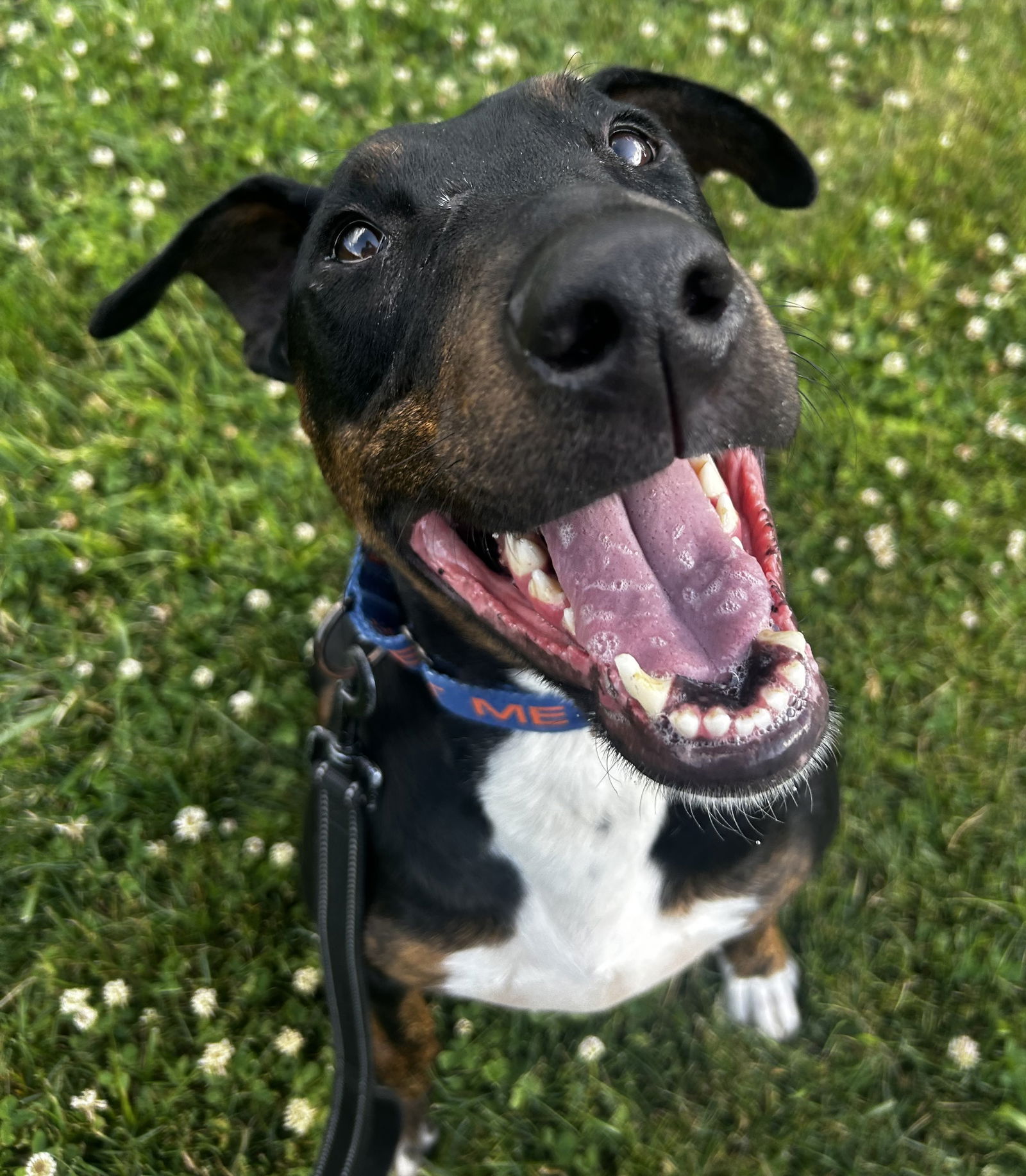 adoptable Dog in Wilmington, DE named BoPeep