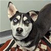 adoptable Dog in wilmington, IL named Lola
