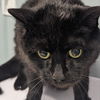 adoptable Cat in , DE named Hermione