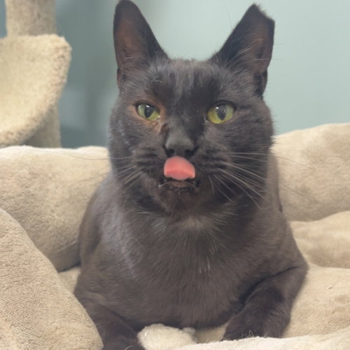 Edgar, Adult Domestic Short Hair (short coat), cat for adoption in Lancaster, Pennsylvania