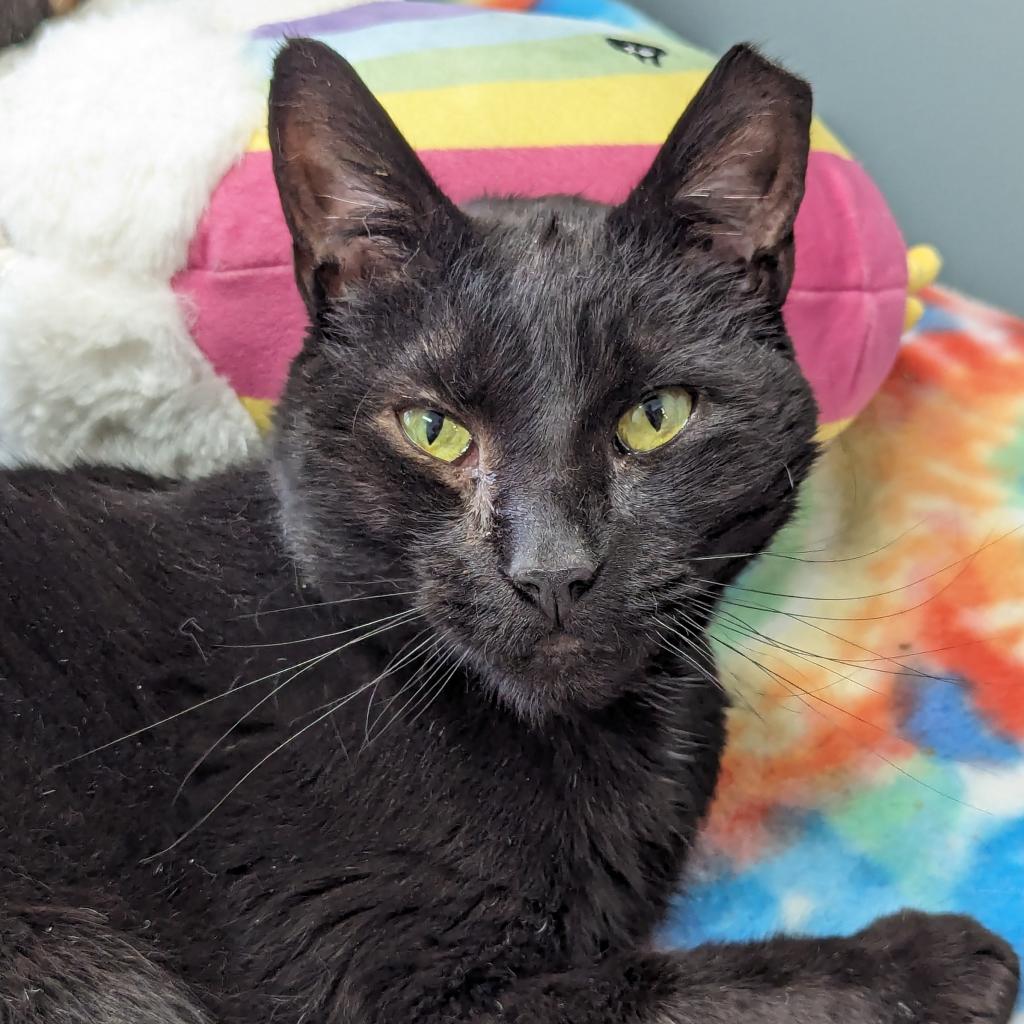 adoptable Cat in Wilmington, DE named Edgar