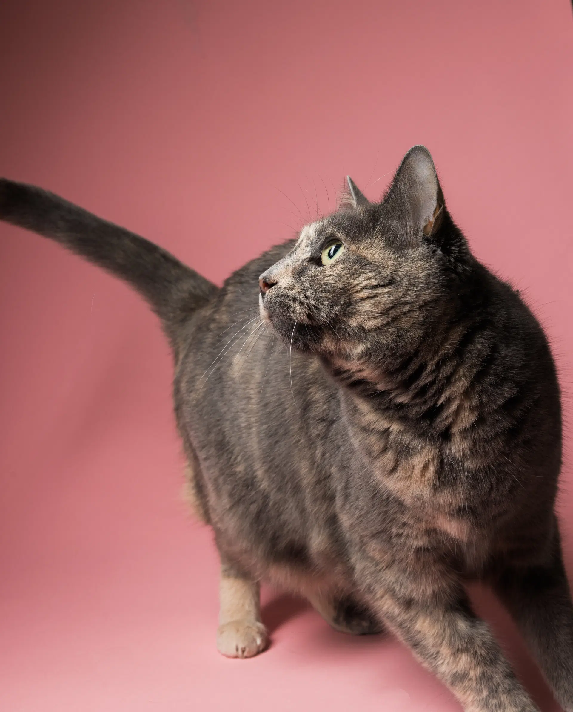Sparky - Domestic Short Hair