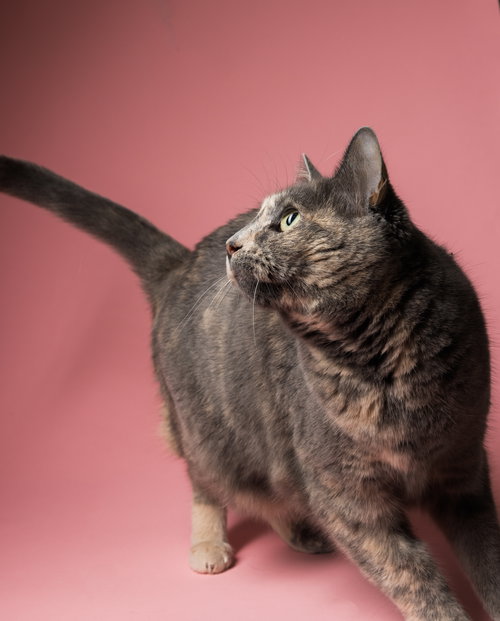 Sparky, Adult Domestic Short Hair (short coat), cat for adoption in Lancaster, Pennsylvania