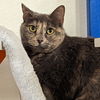 adoptable Cat in , DE named Sparky