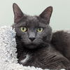 adoptable Cat in , DE named Irwin