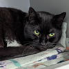 adoptable Cat in , DE named Philomena