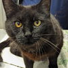 adoptable Cat in , DE named Fritter