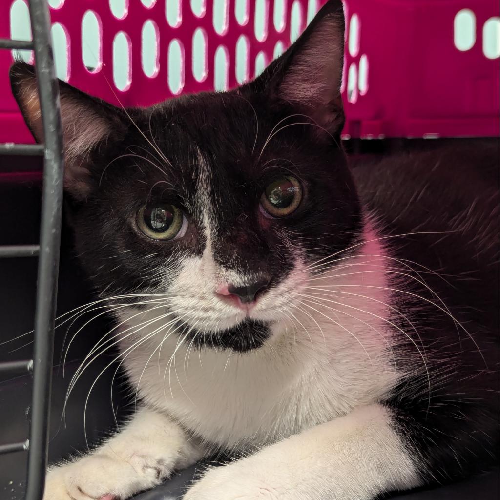 adoptable Cat in Wilmington, DE named Sully