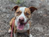 adoptable Dog in , DE named Kannon