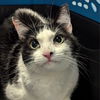 adoptable Cat in , DE named Stormy