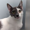 adoptable Cat in , DE named Bellatrix