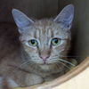 adoptable Cat in , DE named Hisstina