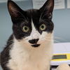 adoptable Cat in , DE named Dawn