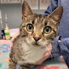 adoptable Cat in , DE named Liv