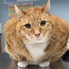 adoptable Cat in , DE named Butterscotch