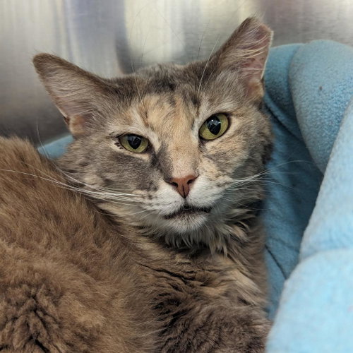 Midge, a cat for adoption from Faithful Friends Inc