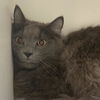 adoptable Cat in , DE named Carl