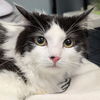 adoptable Cat in , DE named Richard