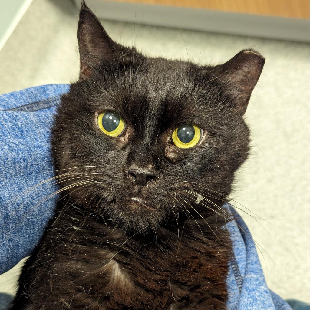 adoptable Cat in Wilmington, DE named Bob